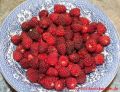 Taybeeren Tayberry Marmelade Gelee - gewaschene Taybeeren in einer Schüssel