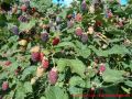 Taybeeren Tayberry Marmelade Gelee - Taybeerenstrauch