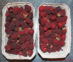 Tayberry Marmelade - Taybeeren in zwei Schalen