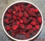 Taybeerenmarmelade - gewaschene Taybeeren