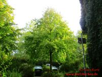 Baum Hasel 1