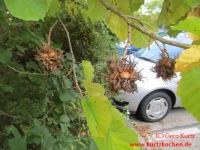 Baum Hasel 11