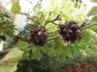Baum Hasel 14