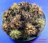 Baum Hasel 15
