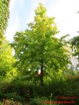 Baum Hasel 2