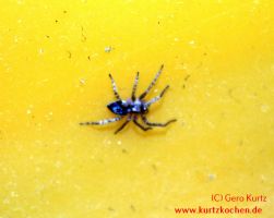 Baum Hasel 24 Spinne