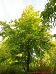 Baum Hasel 3