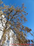 Baum Hasel blühend
