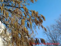 Baum Hasel 33