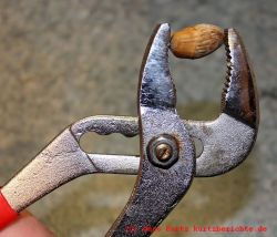Baumhasel in einer Rohrzange