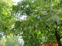 Baum Hasel 4
