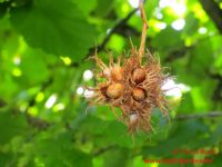 Baum Hasel 6