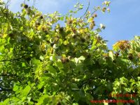 Baum Hasel 8