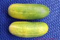 Rezept Senfgurken - zwei ausgewachsene Gurken