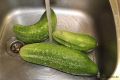 Rezept Senfgurken - Gurken in der Spüle