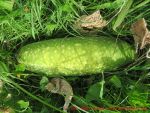 Rezept Senfgurken - dicke Senfgurke an der Pflanze 